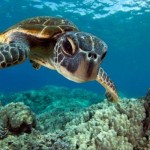 Body Glove Hawaii